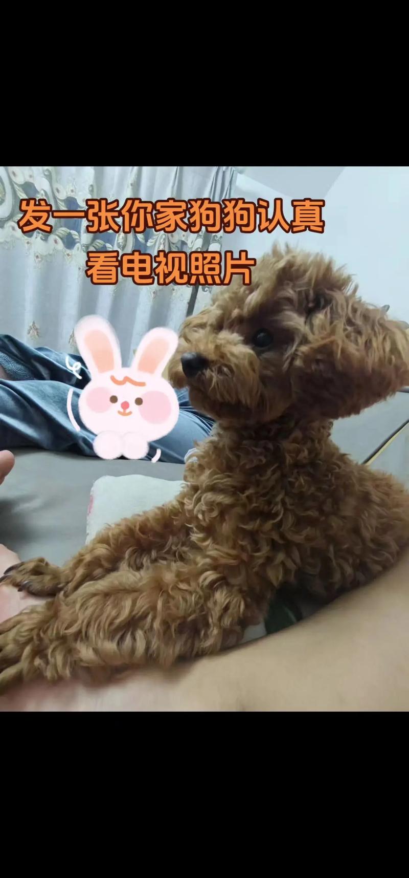 抖音小狗看电视图片