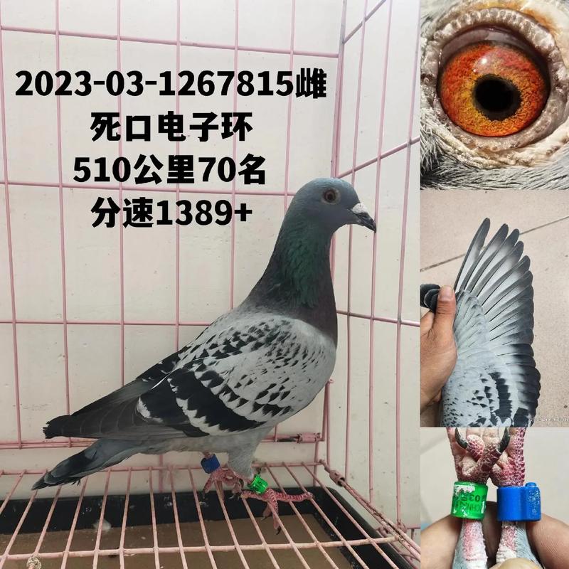 南京信鸽168直播