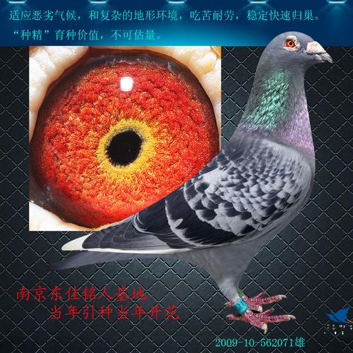 南京信鸽168直播