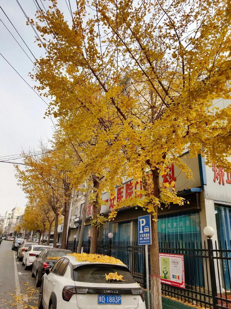 抖音银杏爱红银歌词