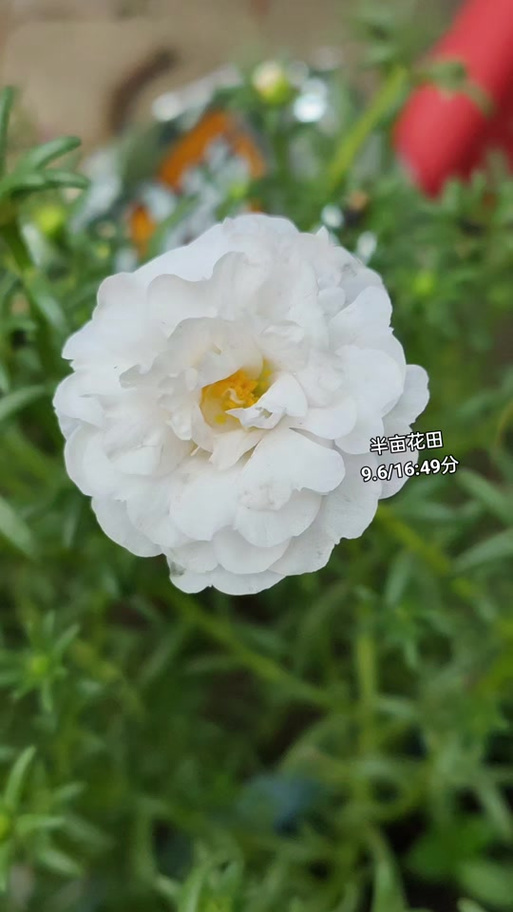 抖音太阳花是什么歌