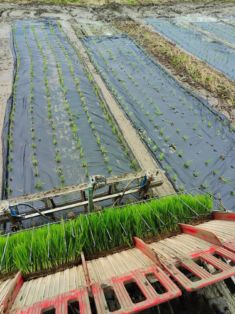 水稻直播田怎么施肥