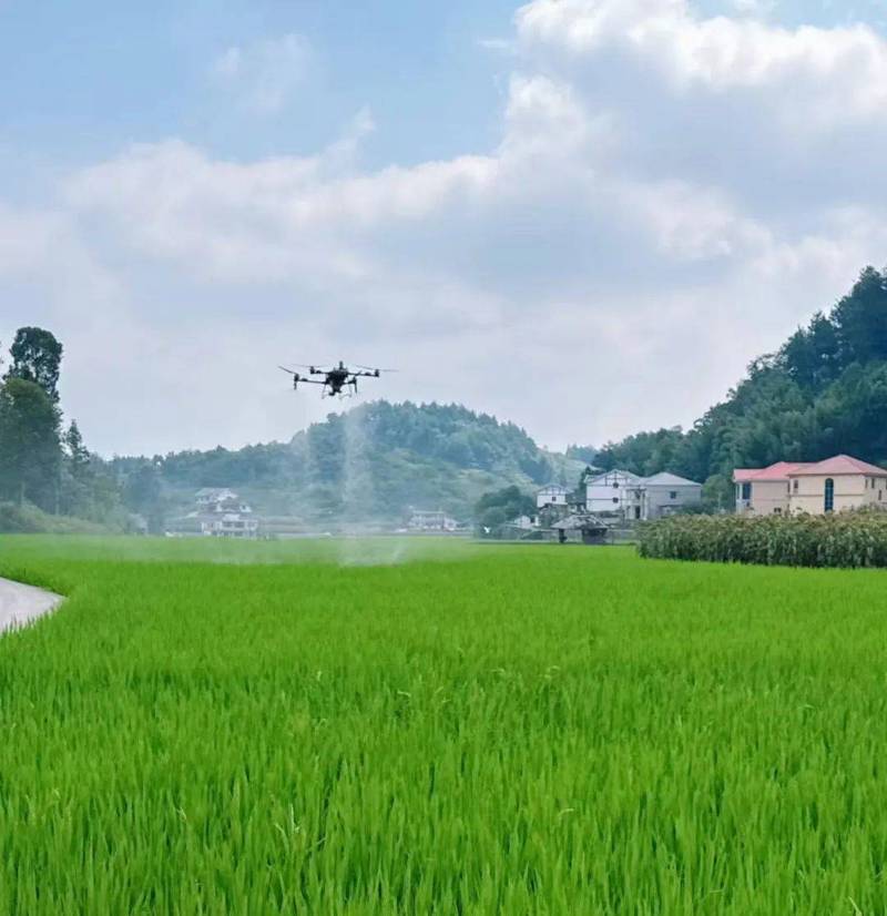 水稻直播田怎么施肥