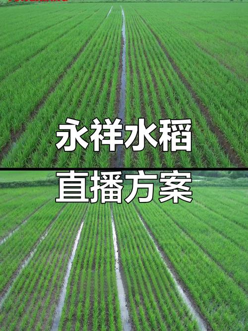 直播水稻高产的诀窍