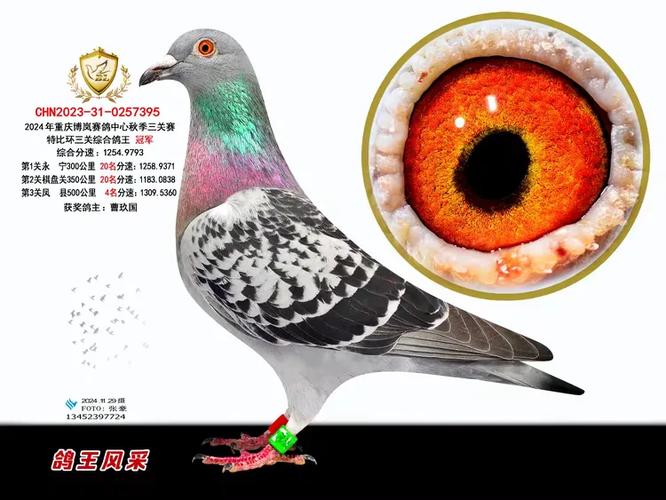 重庆赛鸽网赛事直播