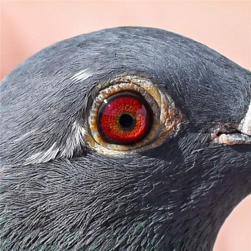 重庆赛鸽网赛事直播