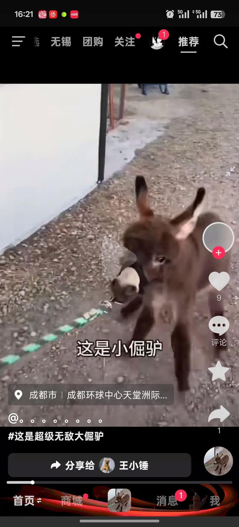 会说话的抖音驴视频