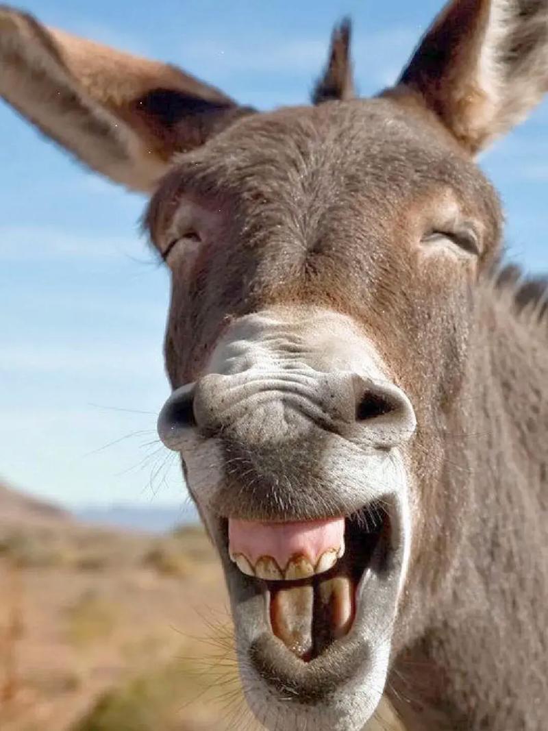 会说话的抖音驴视频