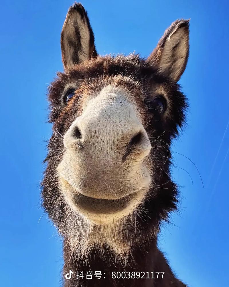 会说话的抖音驴视频