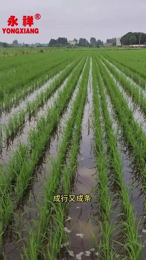 水稻直播田除草技术