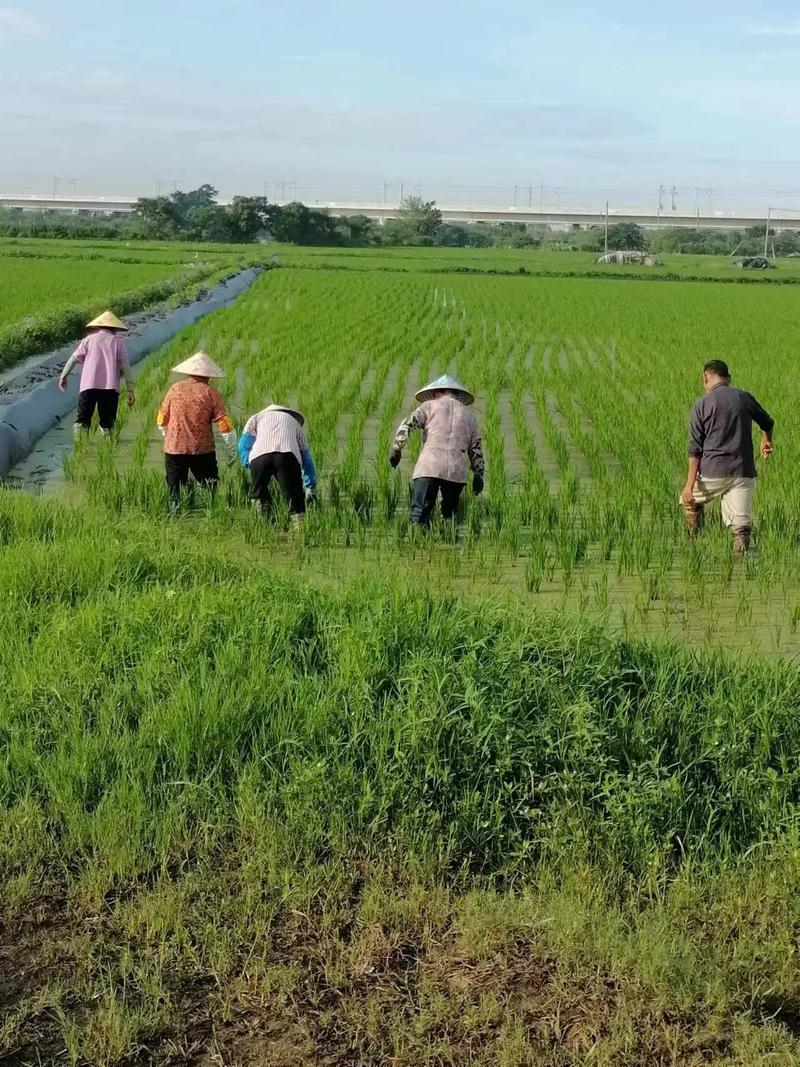 水稻直播田除草技术