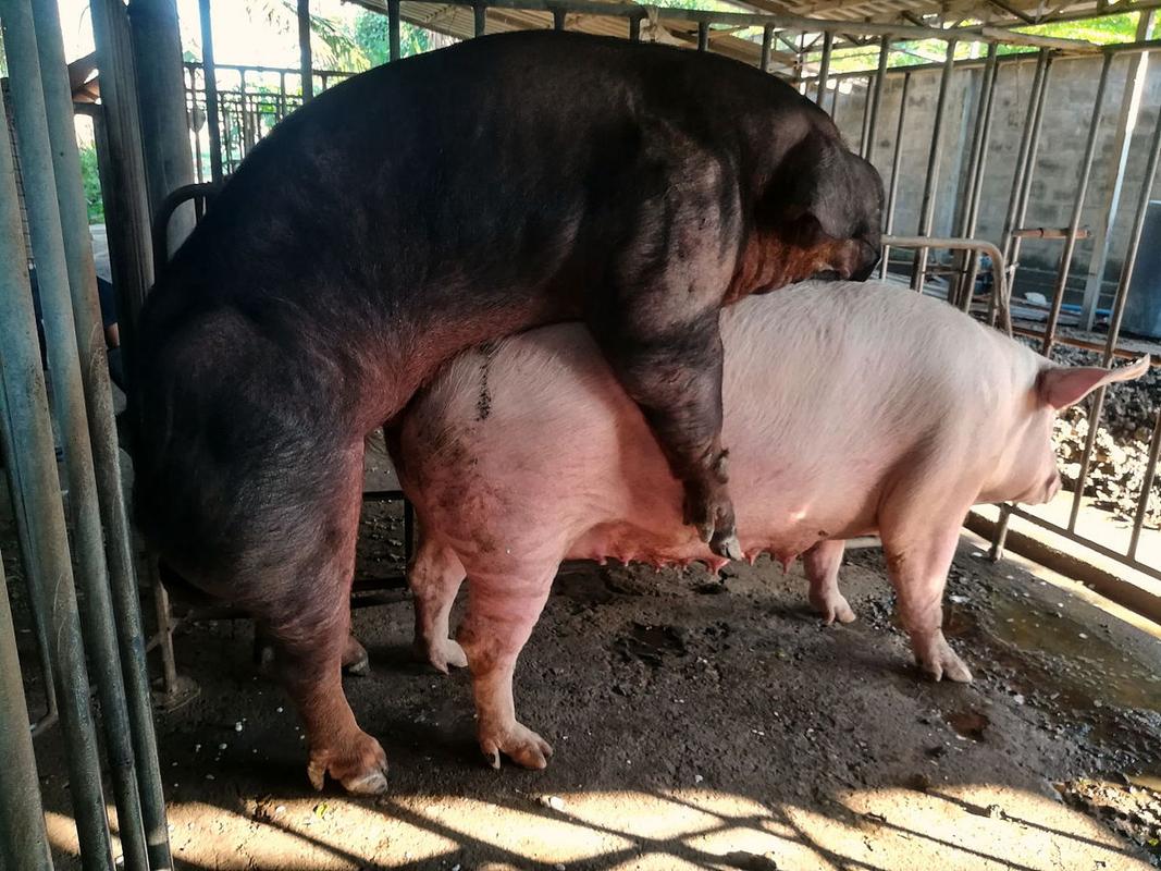 快手男人与母猪交配