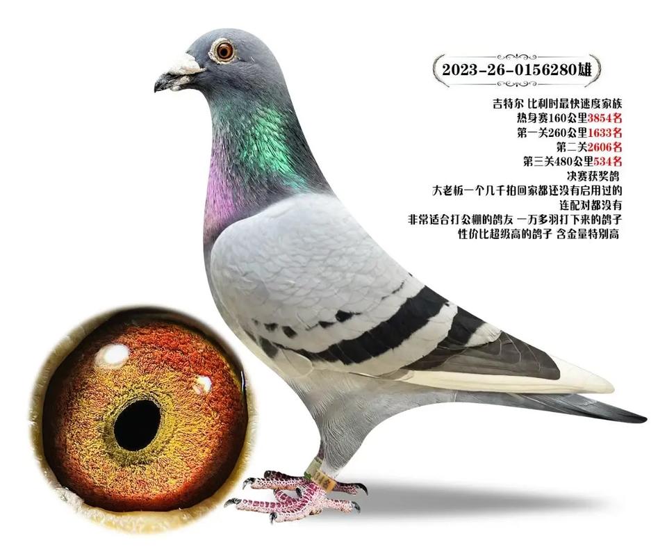 中鸽直播网四川赛区