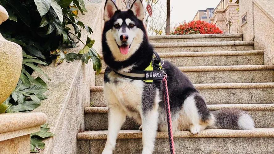 快手哈士奇向子弹飞