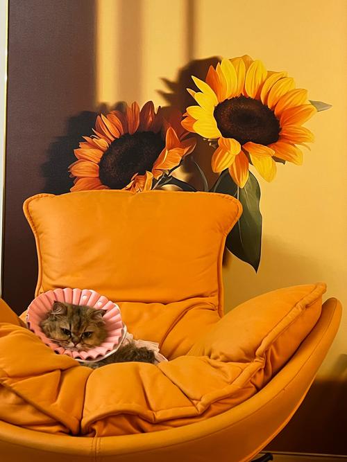 抖音妖娆太阳花和猫