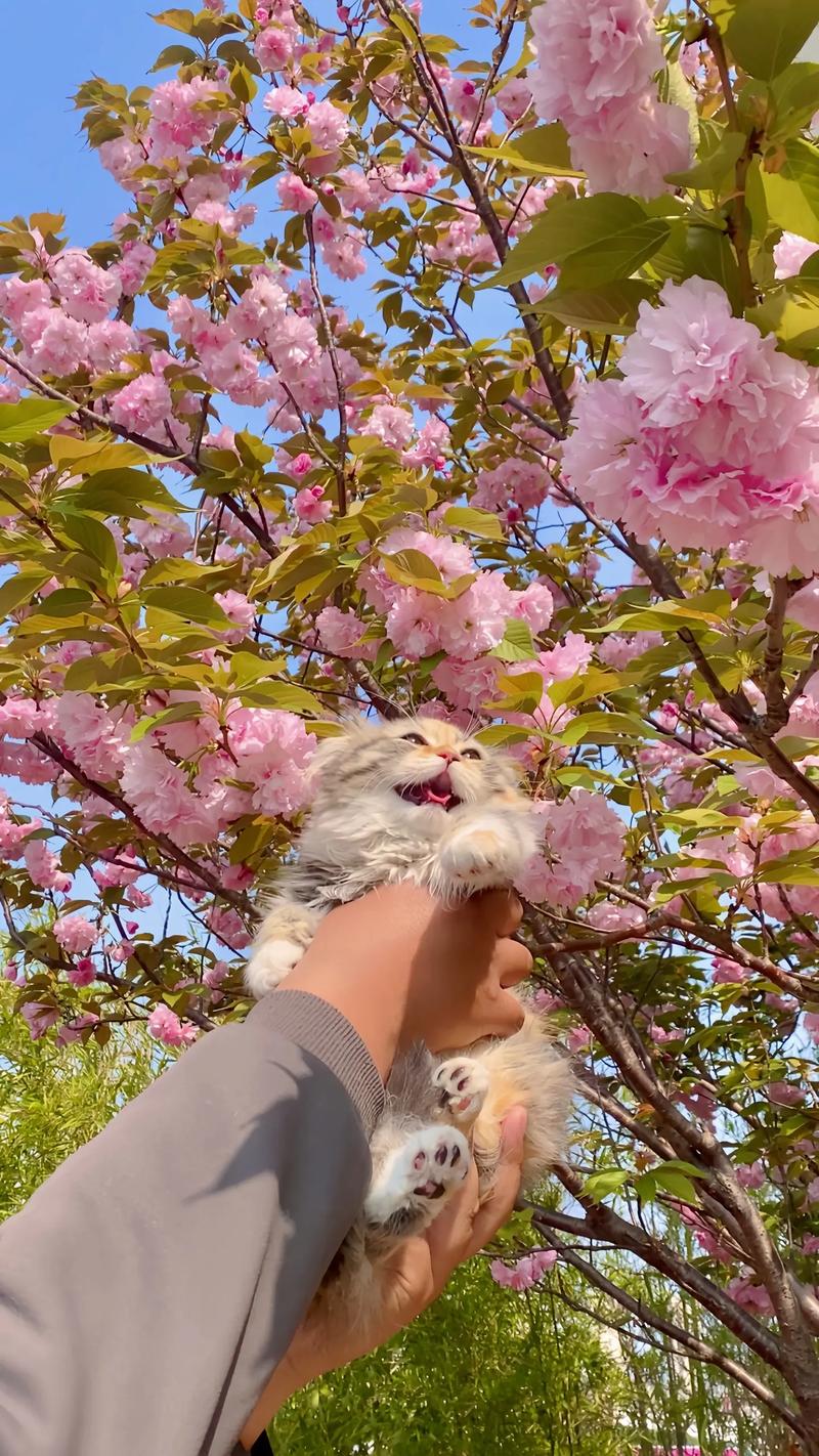 抖音妖娆太阳花和猫