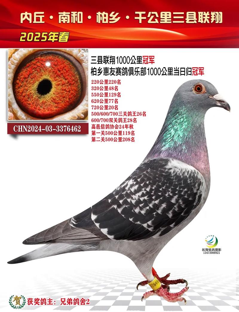 中国信鸽网赛事直播