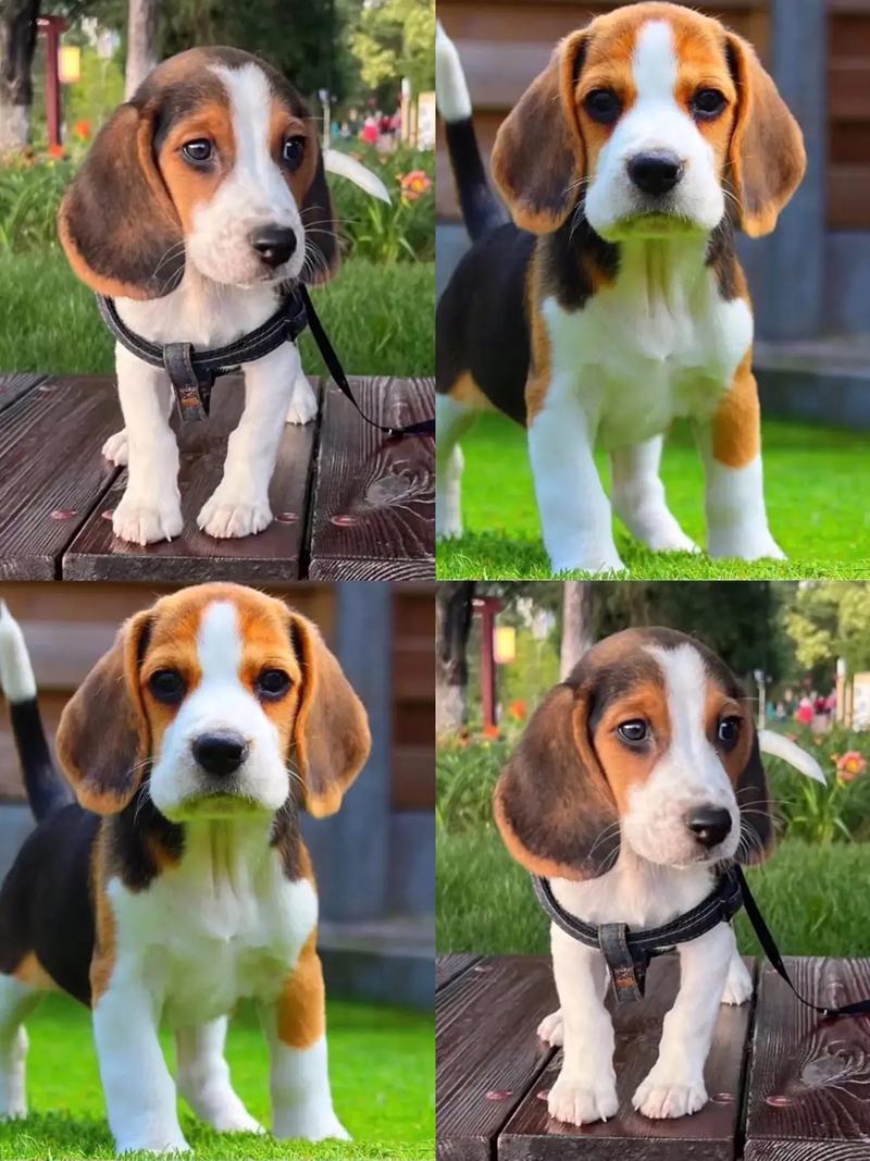 快手大体型狗狗品种